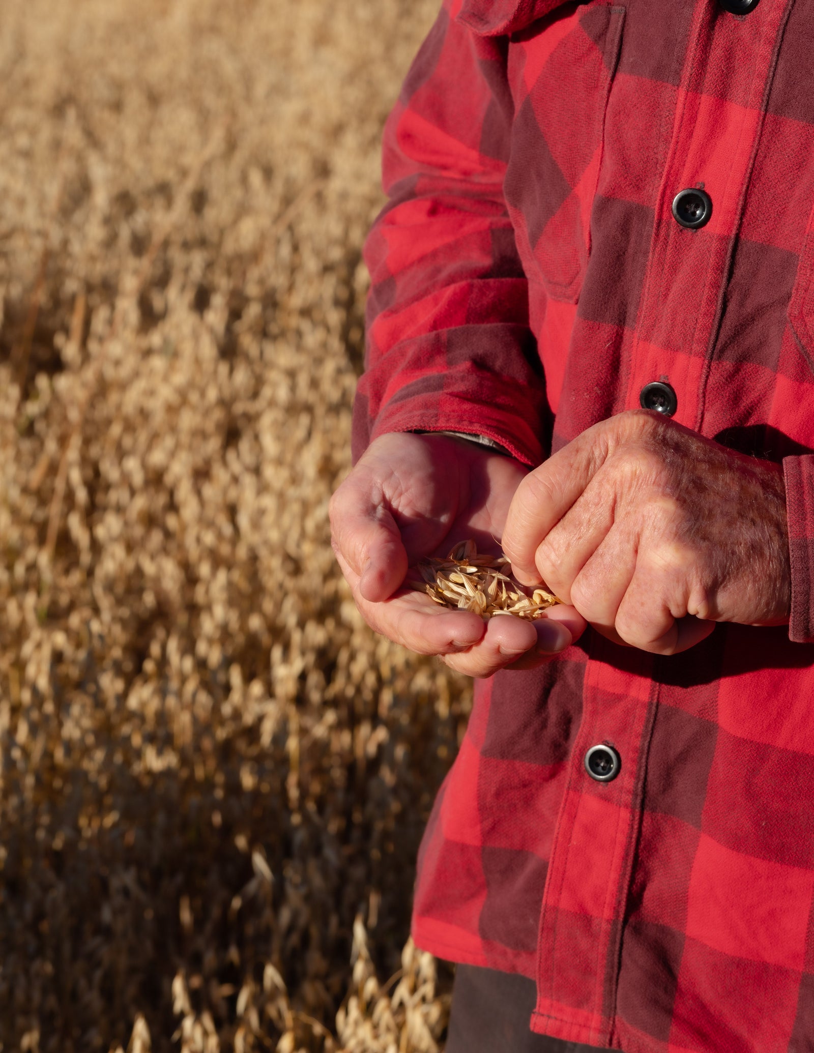 Our 2024 / 2025 Oat Harvest Update